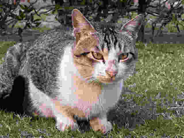Same frame after mozjpeg quality 5 compression. Visible blocky artifacts and chroma damage.